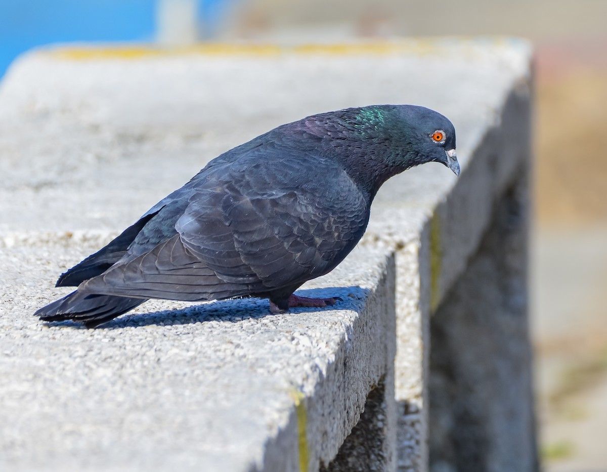 Rock Pigeon (Feral Pigeon) - ML652571506