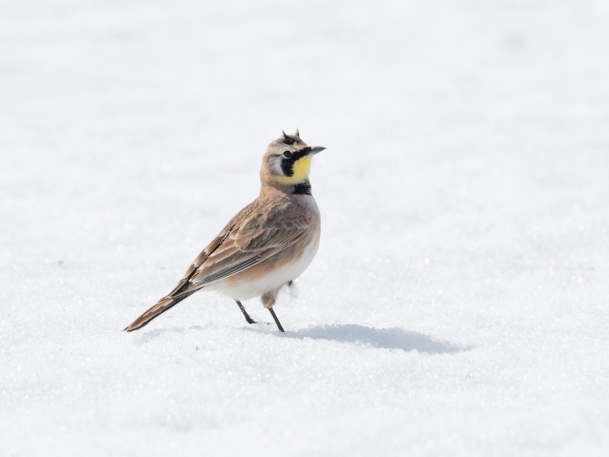 ハマヒバリ - ML652571826