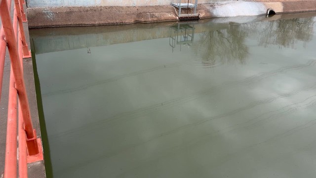 Cliff Swallow - ML652571962