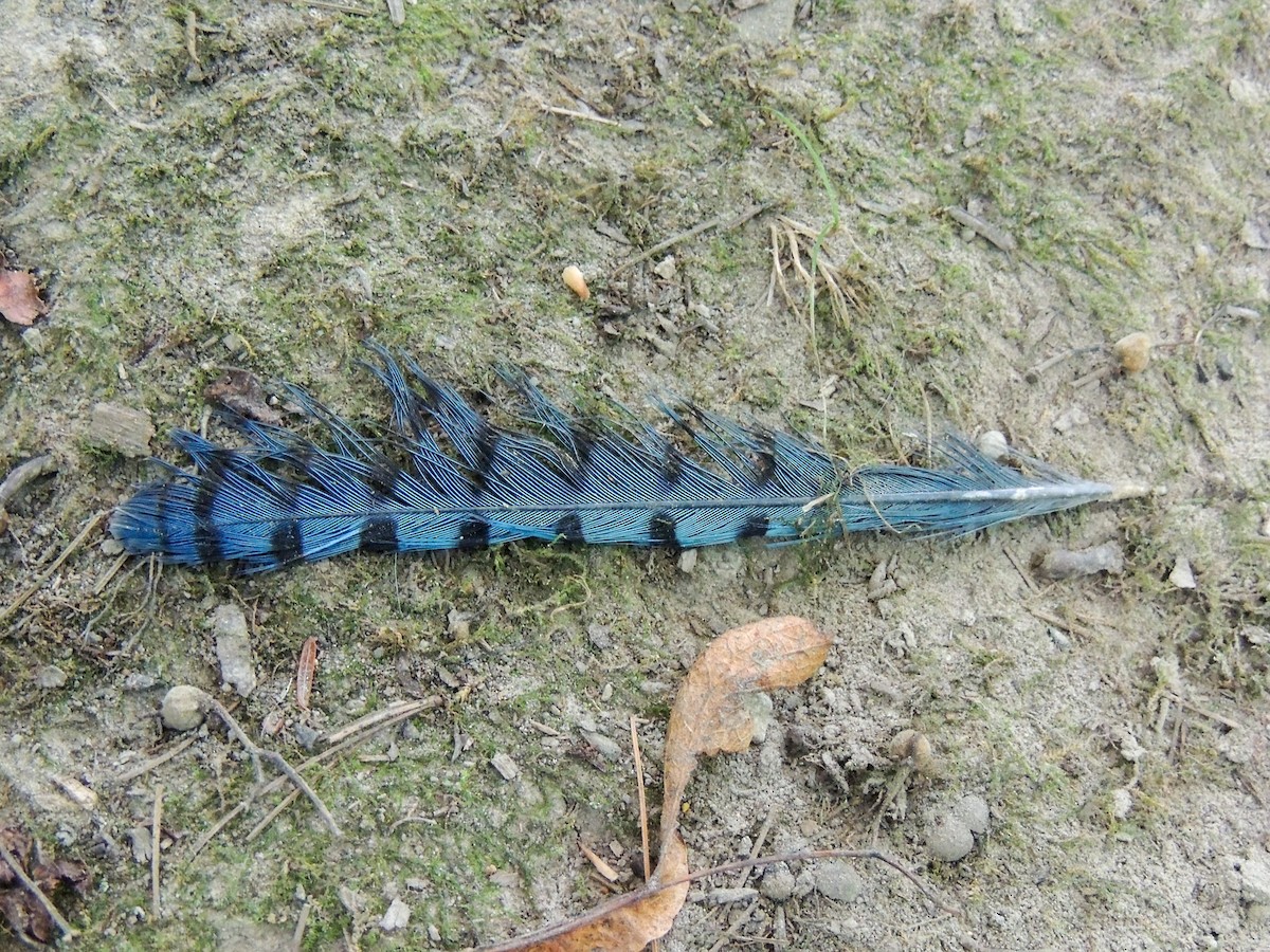 Blue Jay - ML652572092