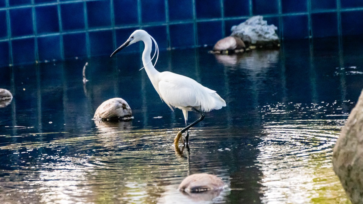 Seidenreiher - ML652572434