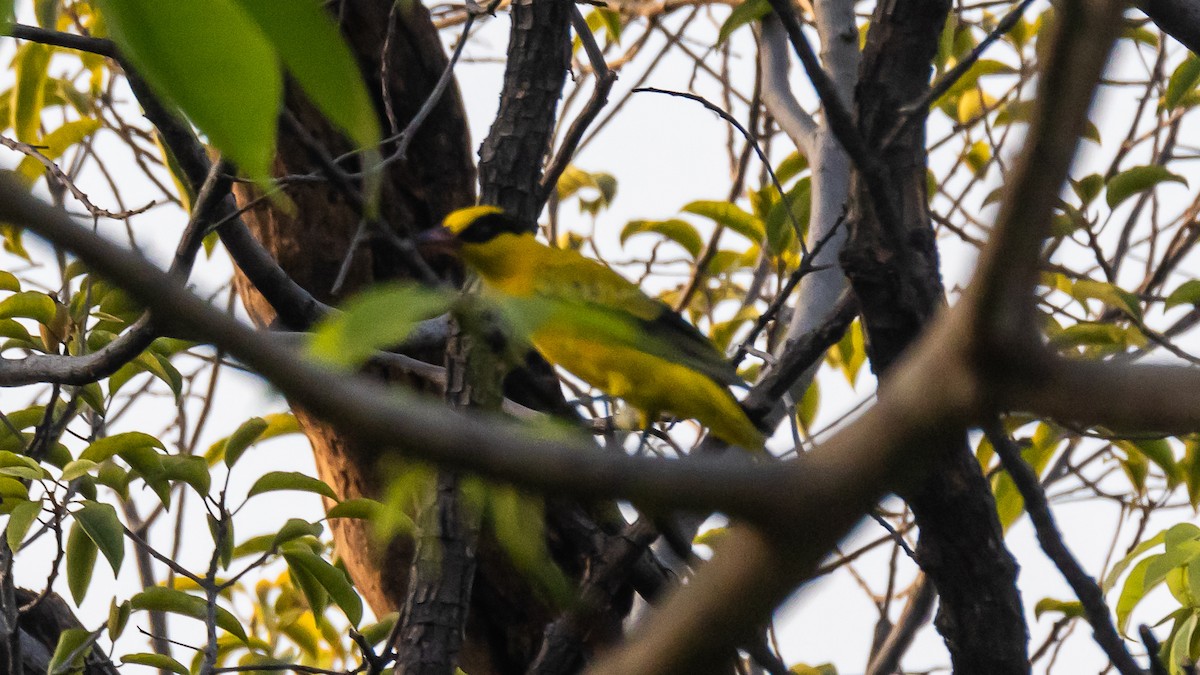 Schwarznackenpirol - ML652572467