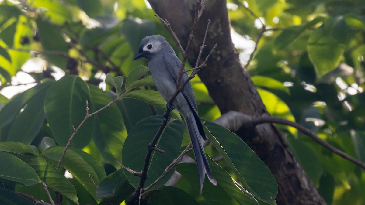 Graudrongo - ML652572482