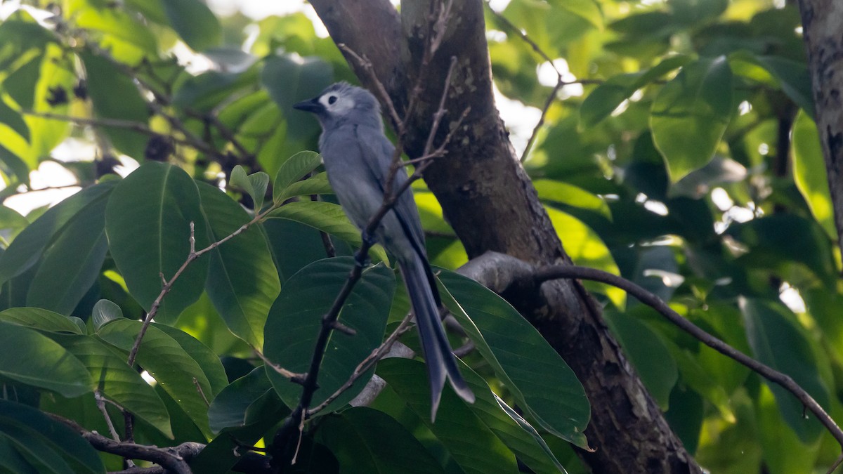 Graudrongo - ML652572483