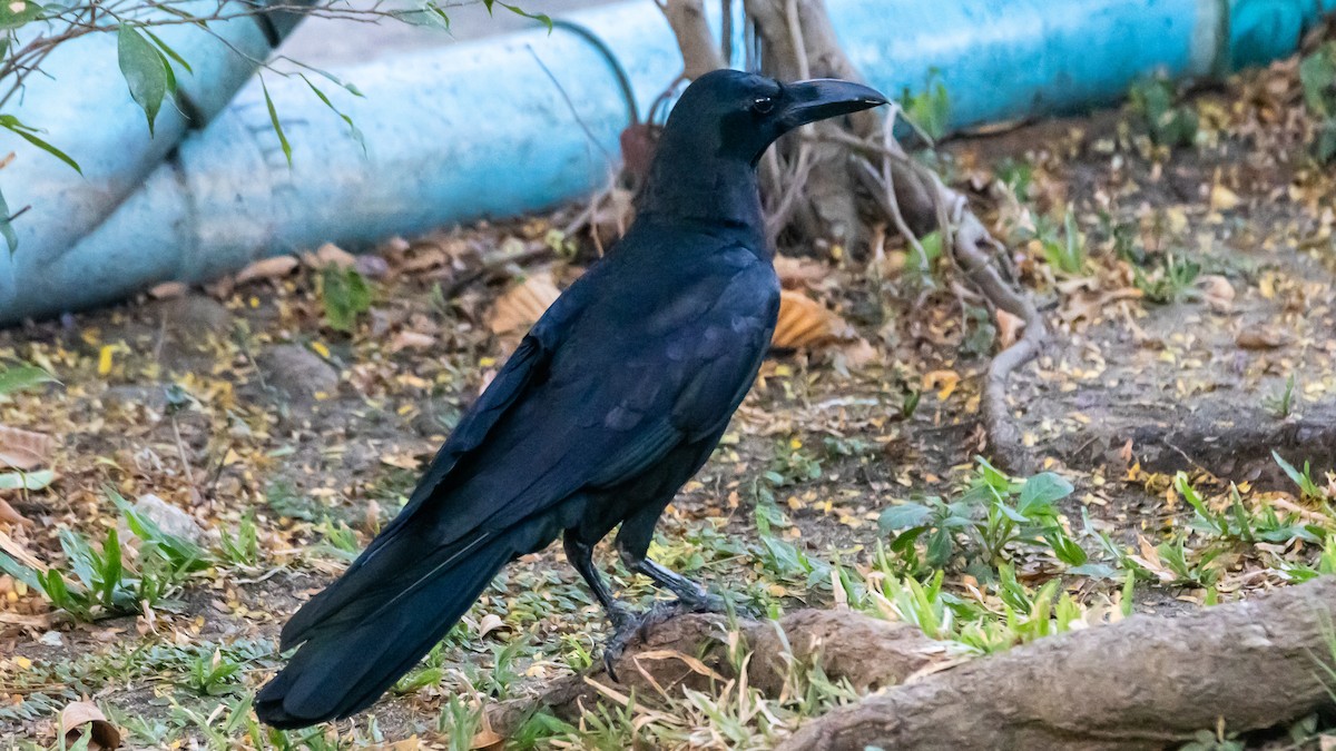 Dschungelkrähe - ML652572486