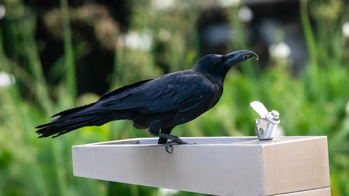 Dschungelkrähe - ML652572487