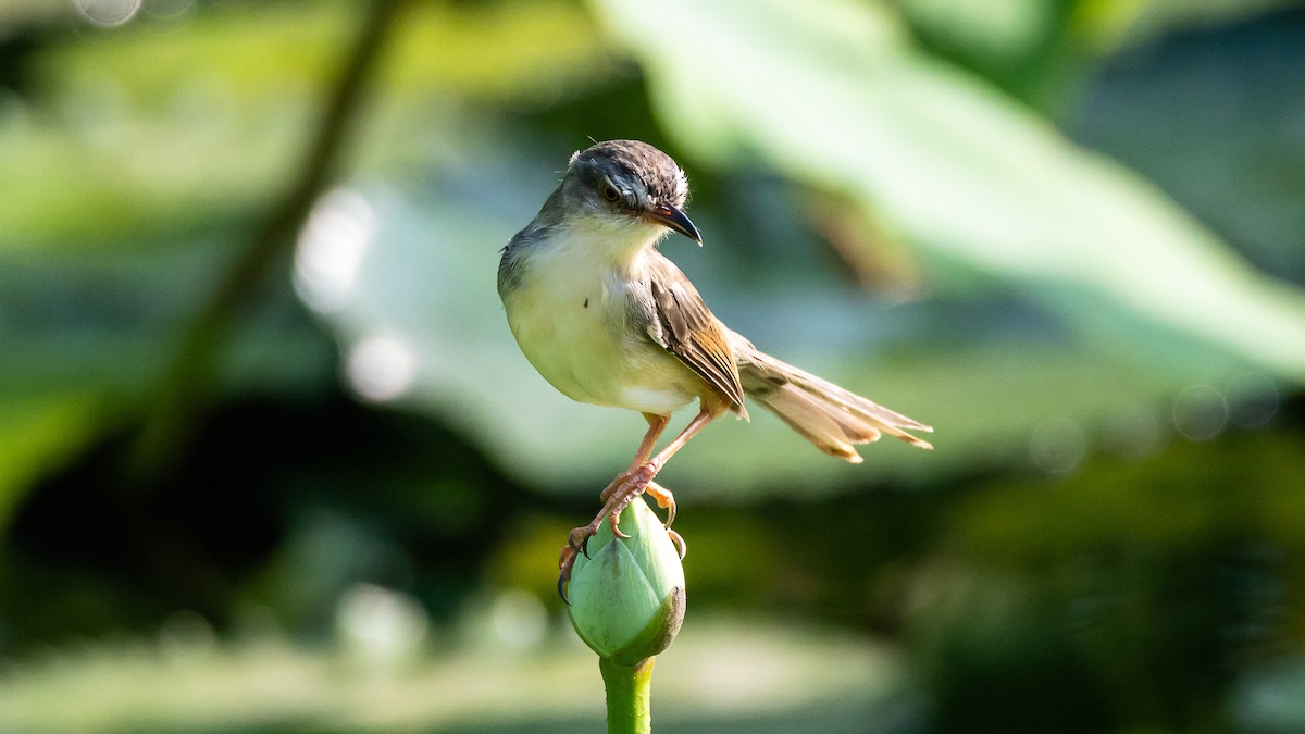 Gelbbauchprinie - ML652572491