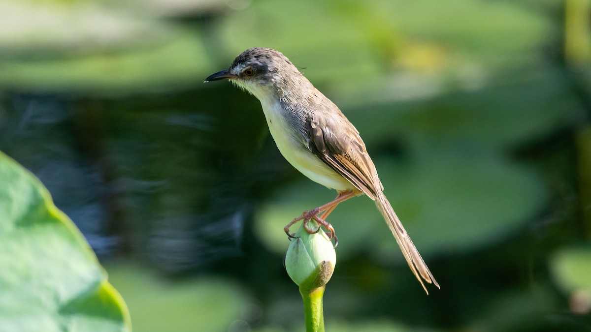 Gelbbauchprinie - ML652572492