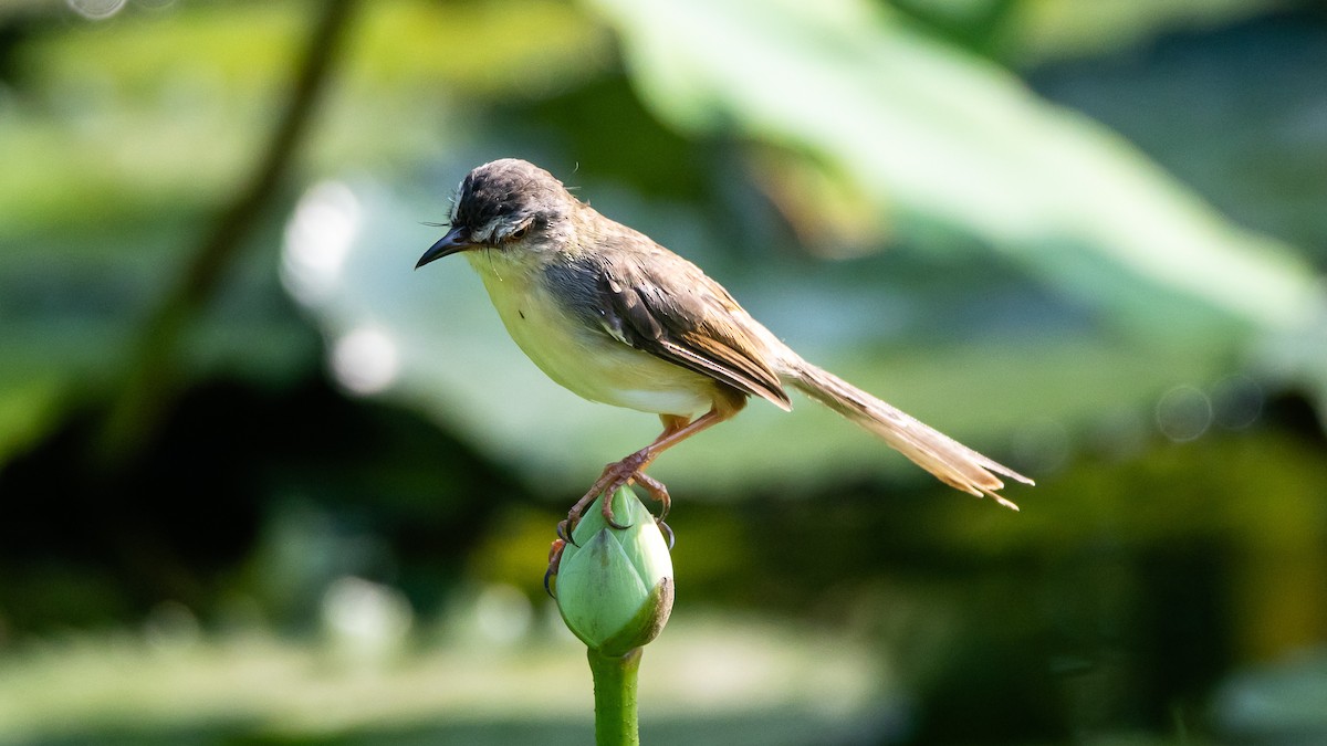 Gelbbauchprinie - ML652572493