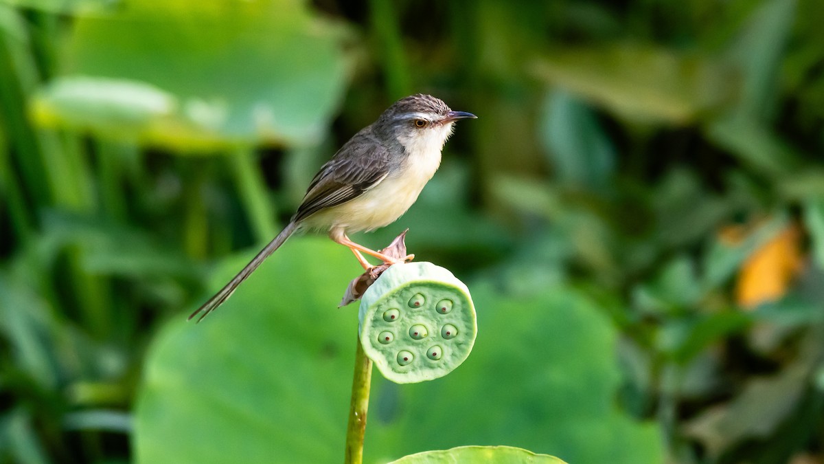 Schlichtprinie - ML652572499