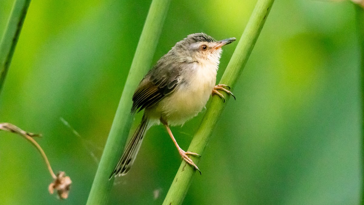 Schlichtprinie - ML652572500