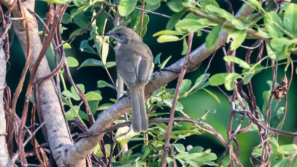 Strichelwangenbülbül - ML652572508