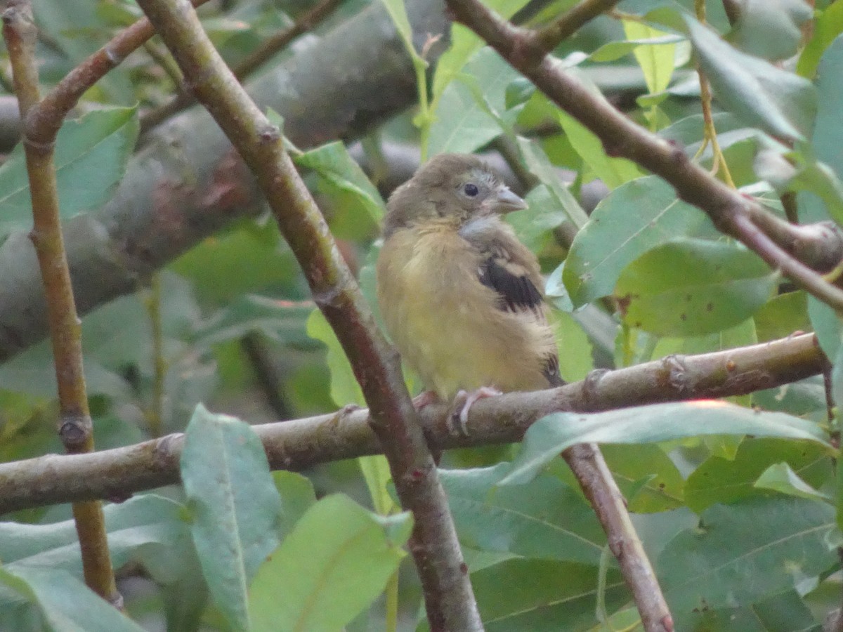 American Goldfinch - ML65257251