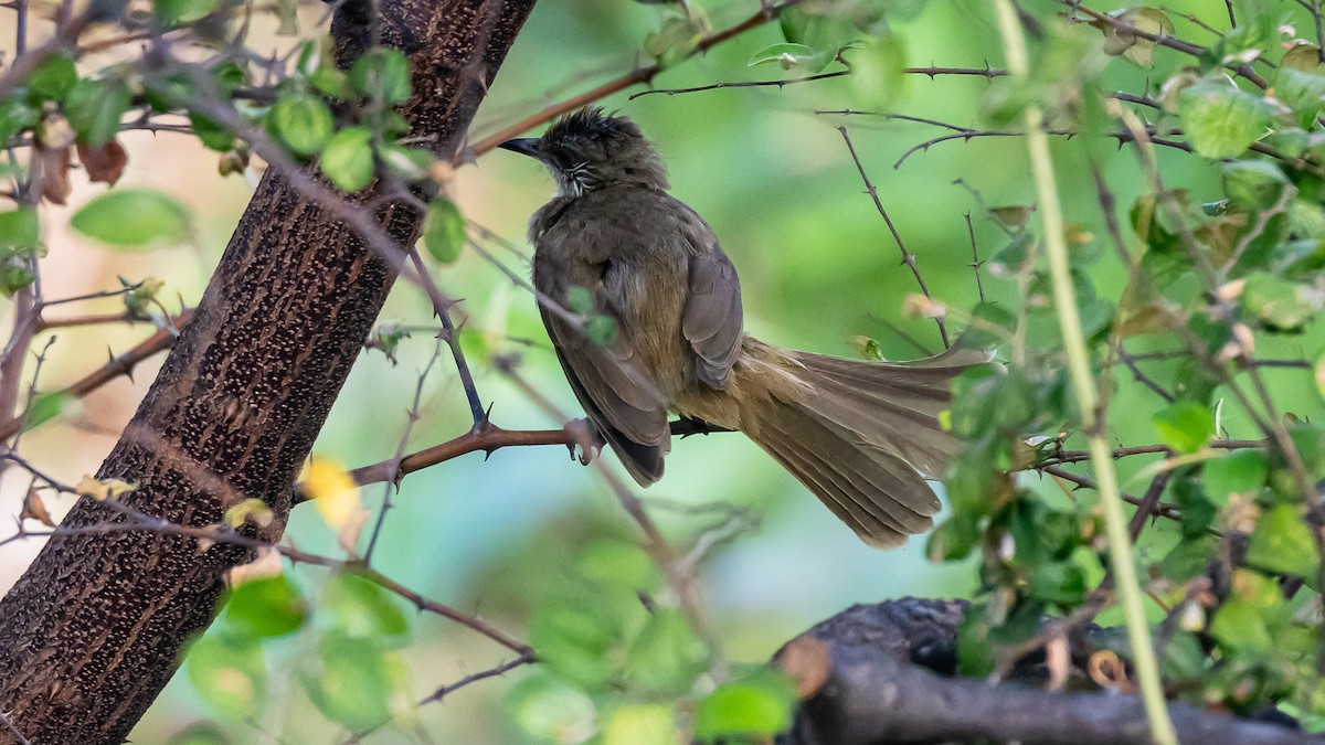 Strichelwangenbülbül - ML652572510