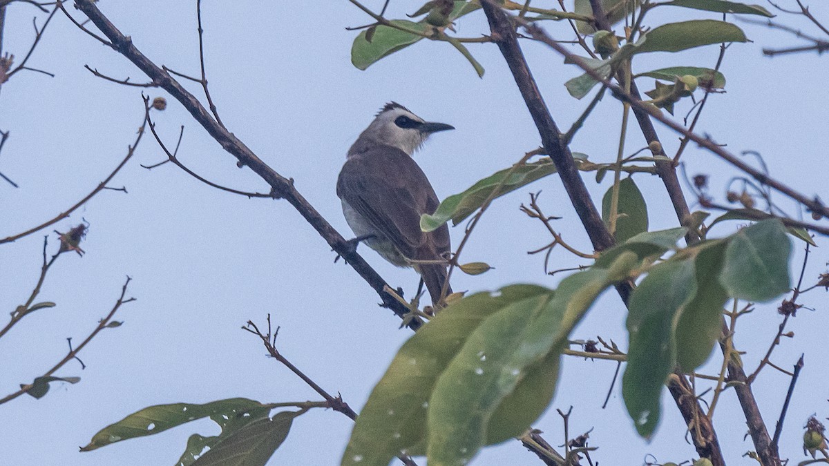 Schwarzzügelbülbül - ML652572512