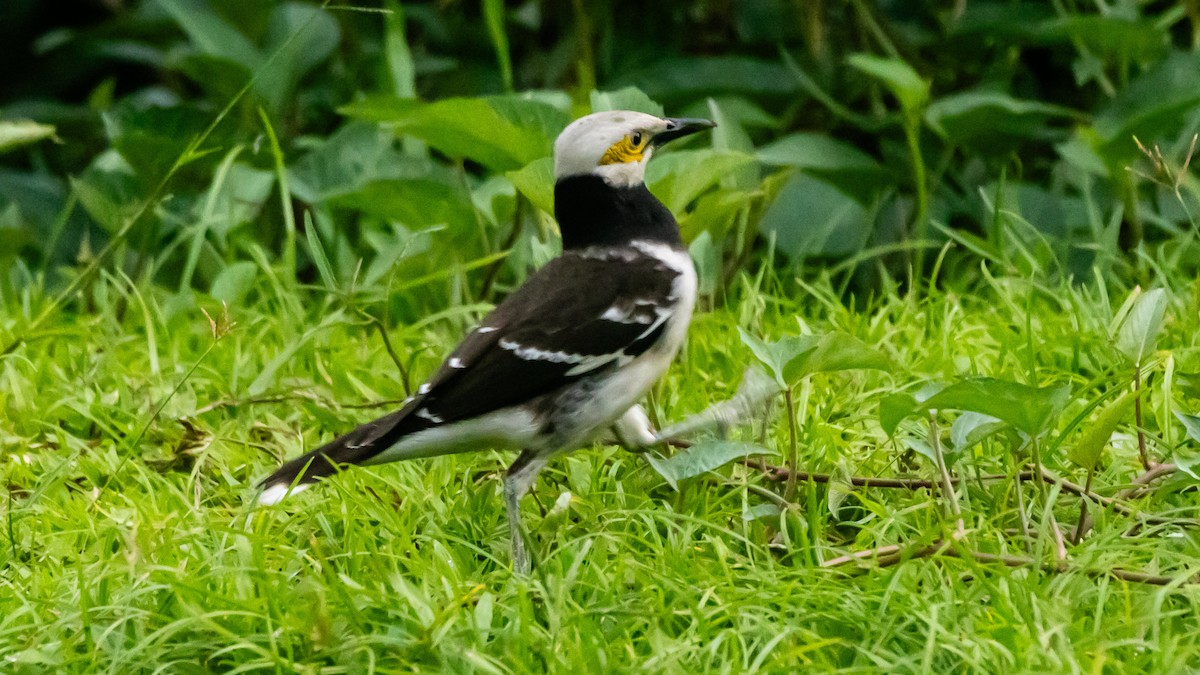 Schwarzhalsstar - ML652572515