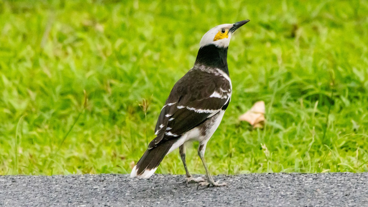 Schwarzhalsstar - ML652572516