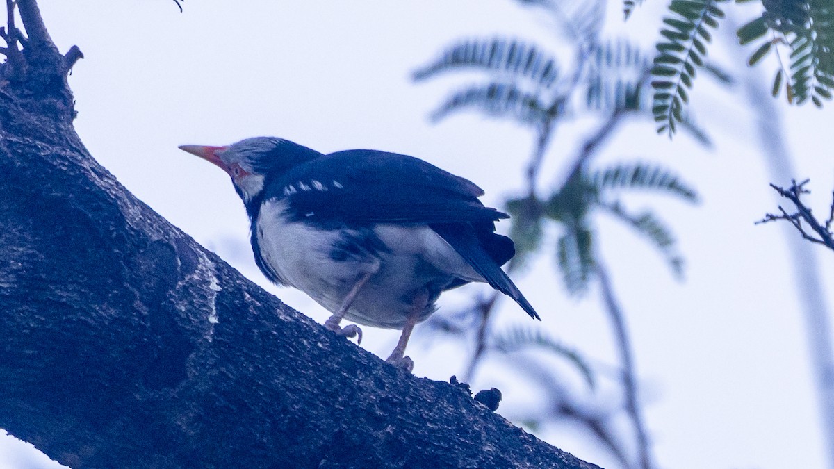 Siamelsterstar - ML652572520