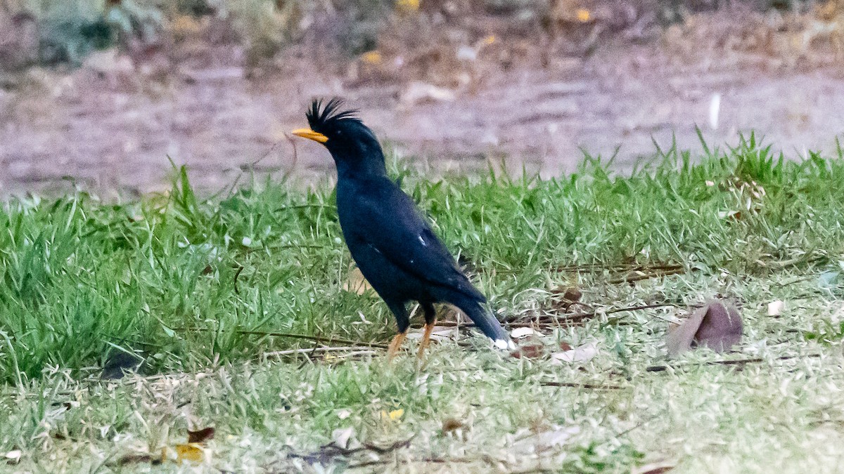 Riesenmaina - ML652572525