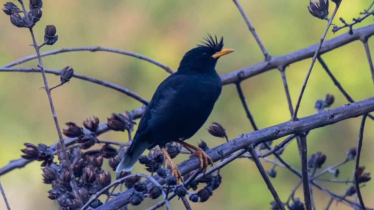 Riesenmaina - ML652572526