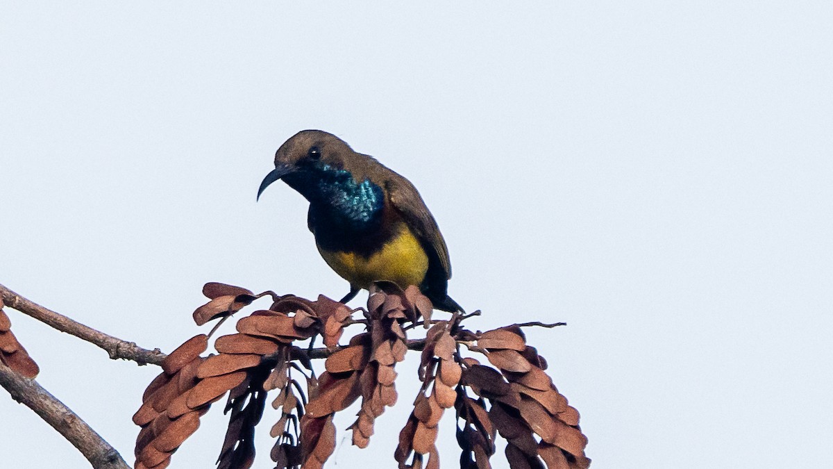 Ornate Sunbird - ML652572534