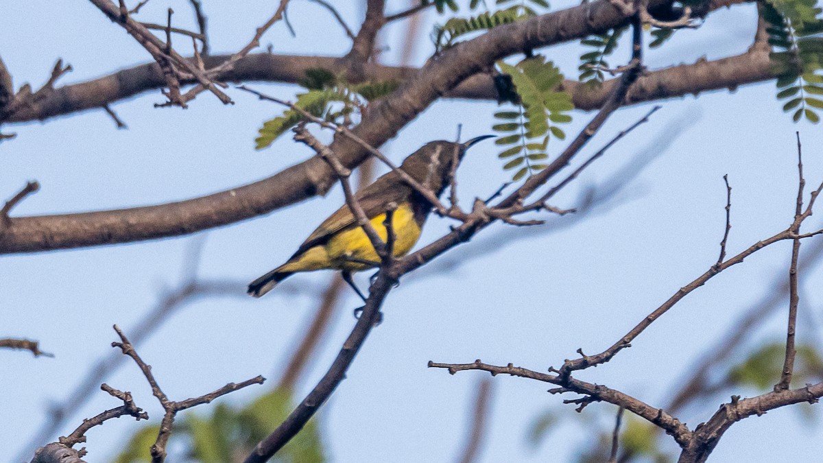 Ornate Sunbird - ML652572535