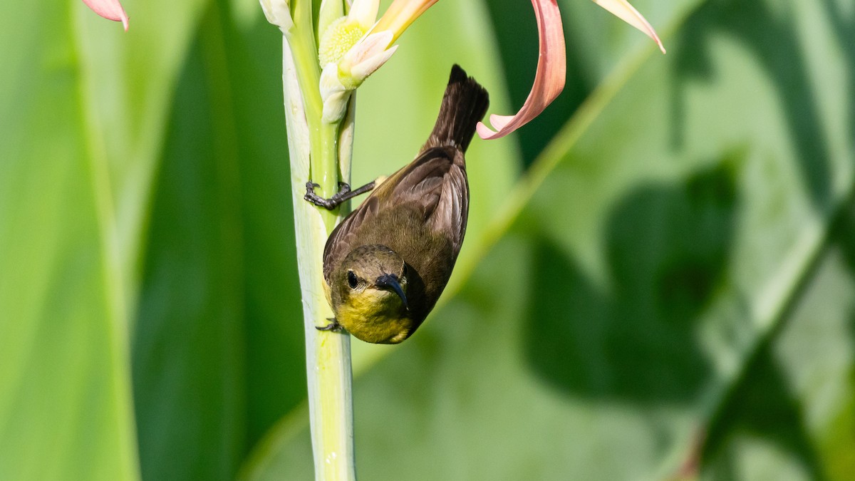 Ornate Sunbird - ML652572536