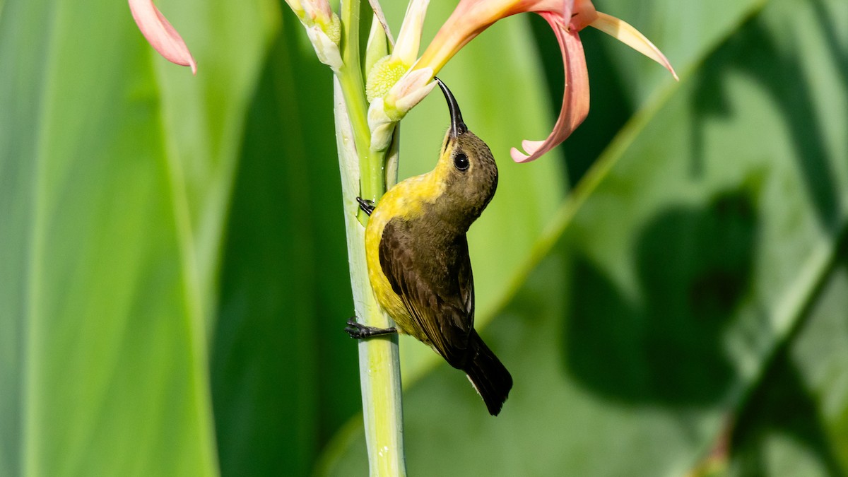 Ornate Sunbird - ML652572537
