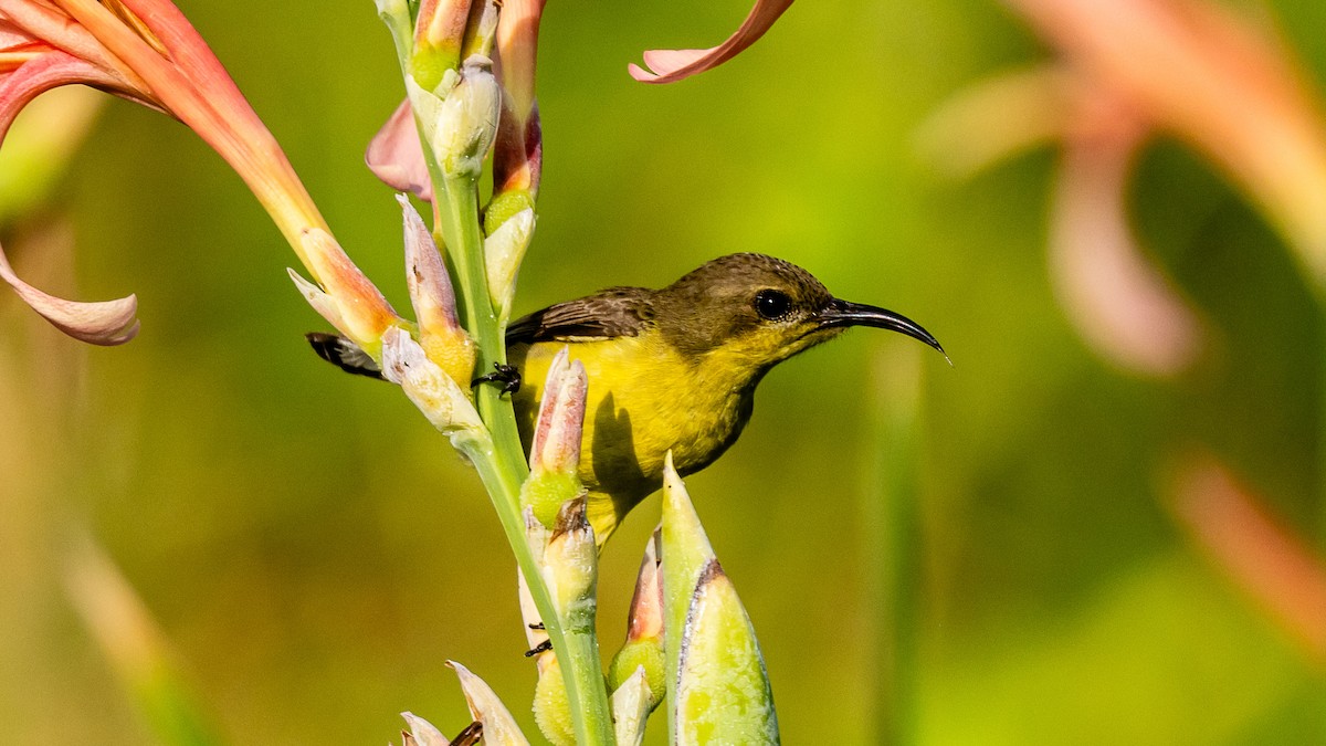 Ornate Sunbird - ML652572538