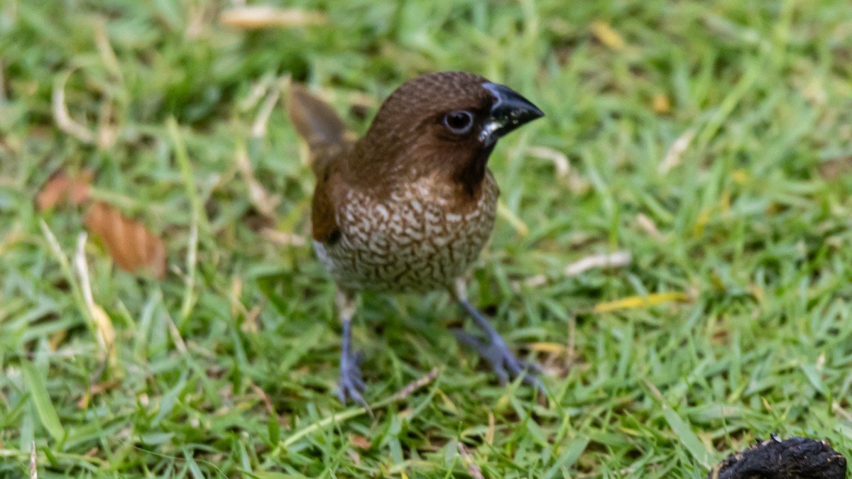 Muskatbronzemännchen - ML652572545