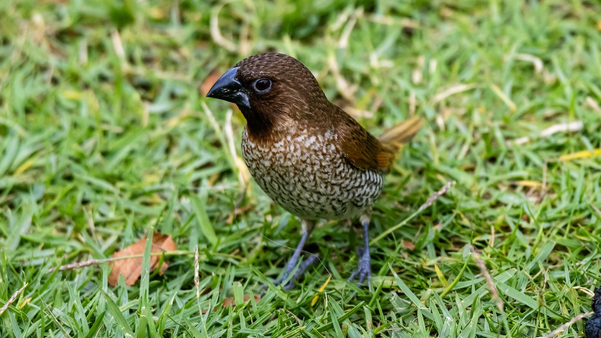 Muskatbronzemännchen - ML652572546