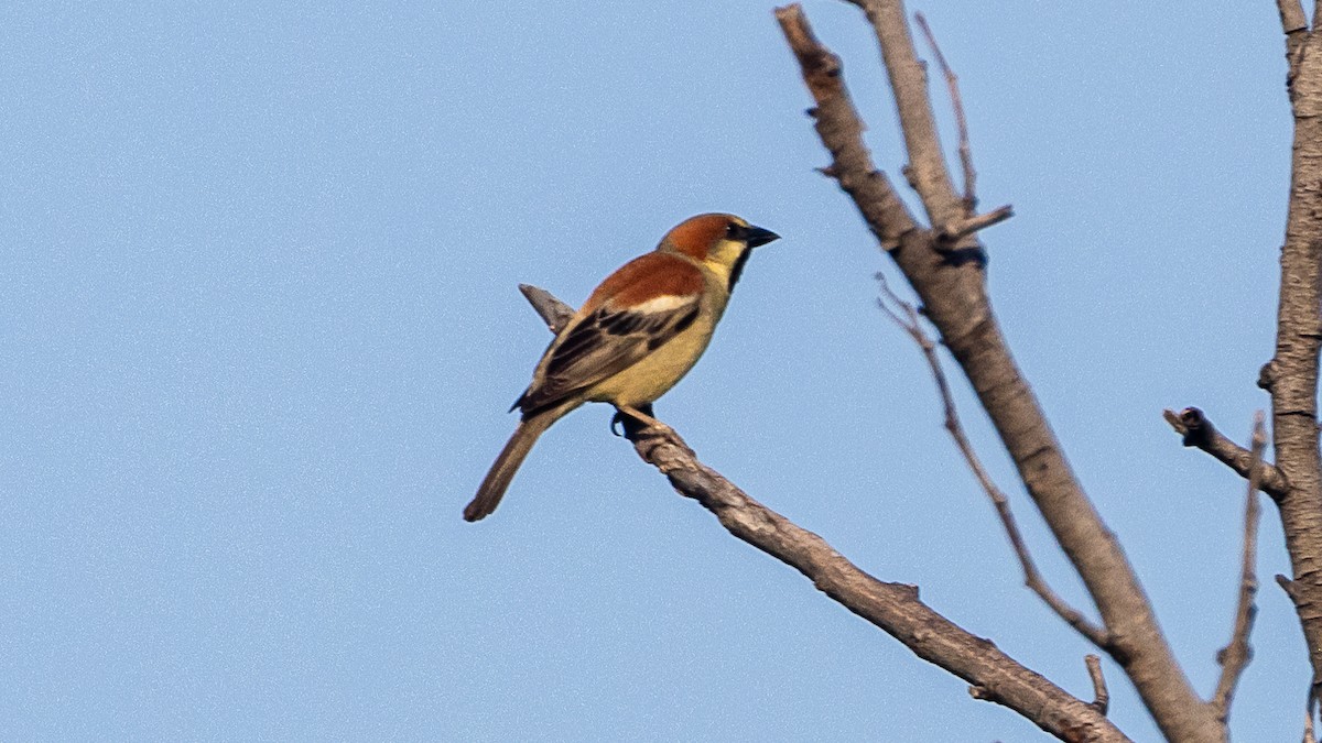 Gelbbauchsperling - ML652572560