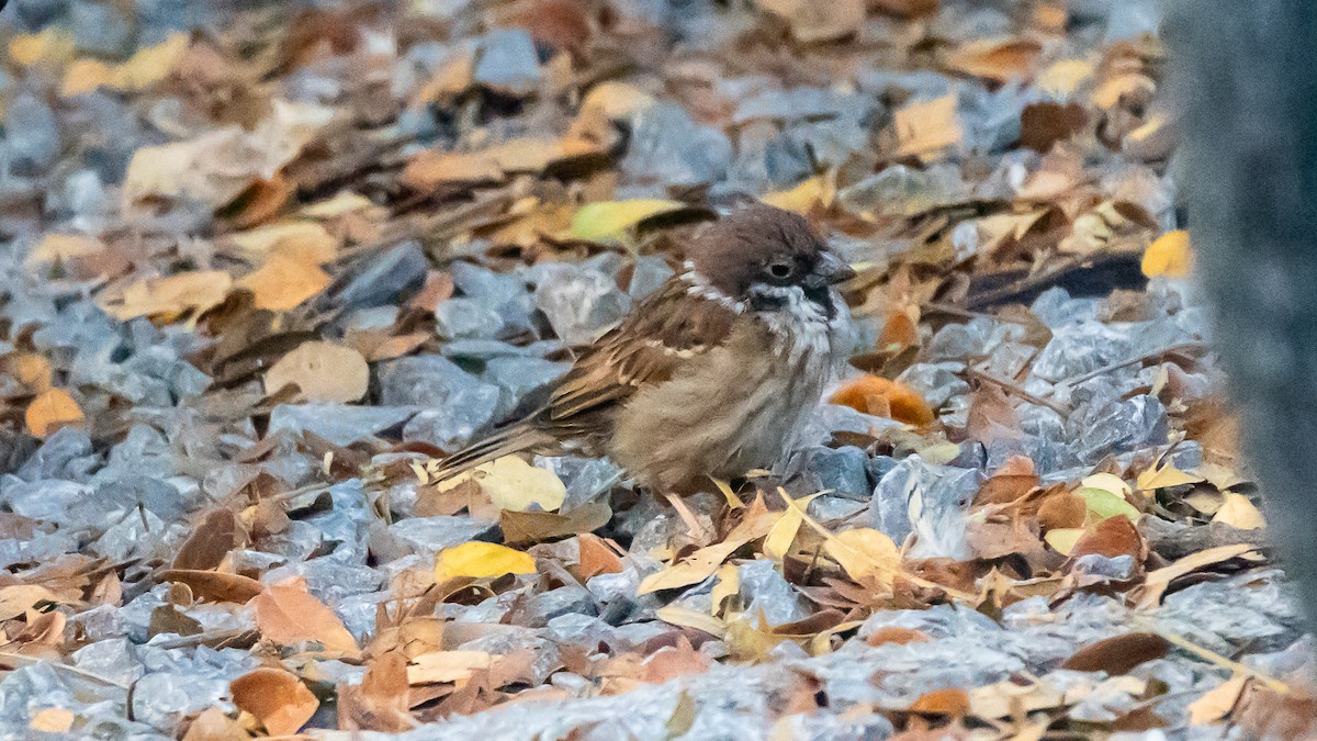 Feldsperling - ML652572563