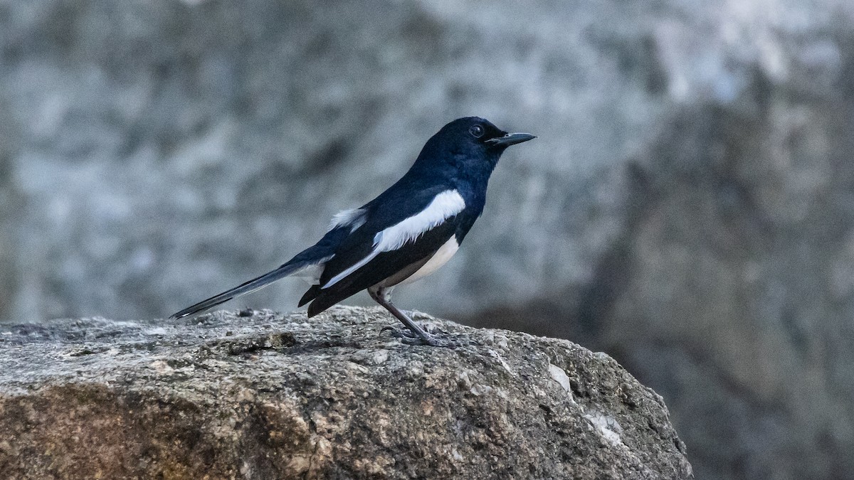 Dajalschama - ML652572588