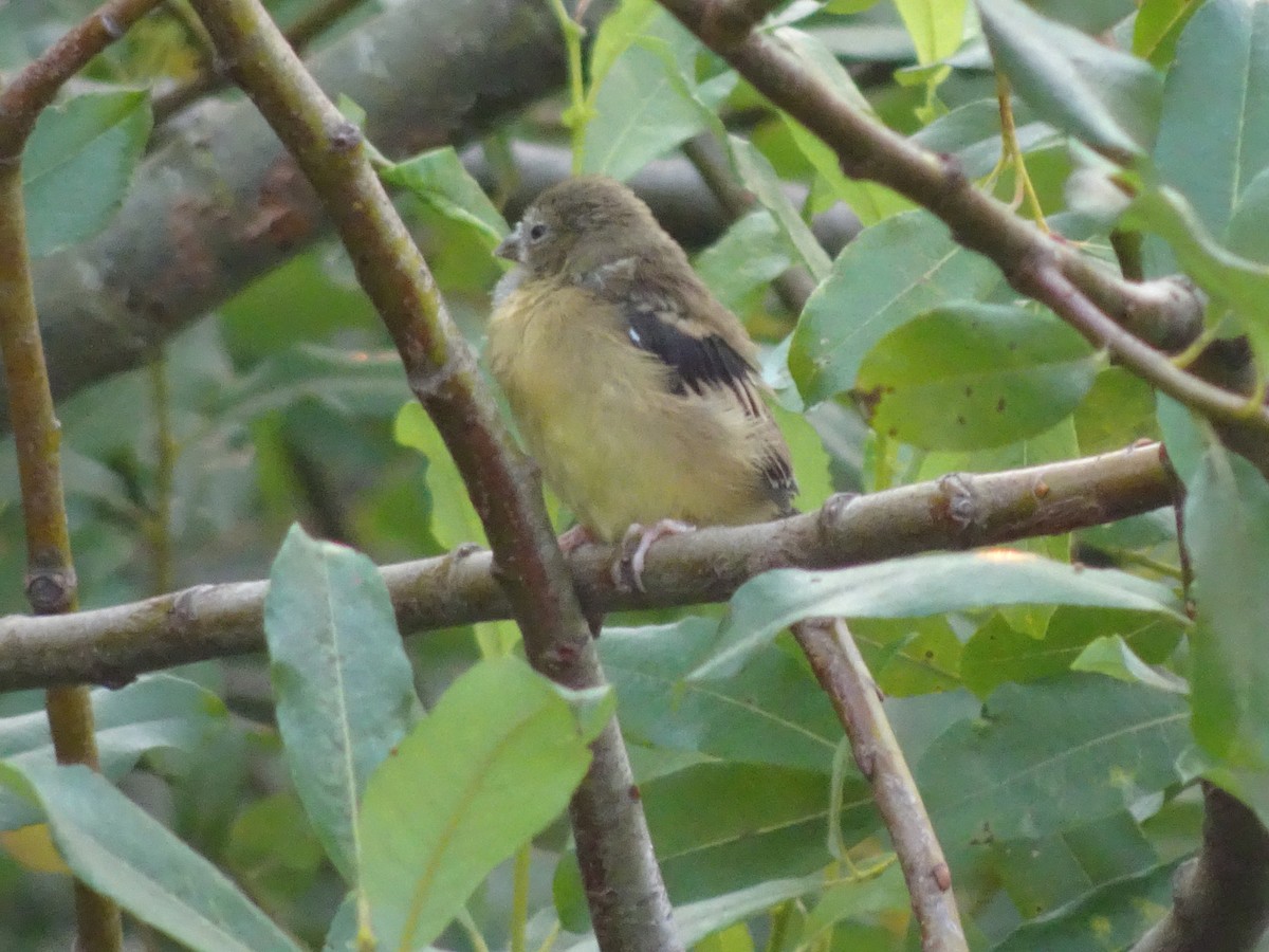 American Goldfinch - ML65257261