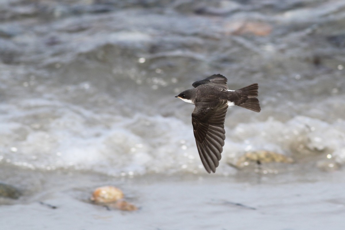 Tree Swallow - Evan Lipton