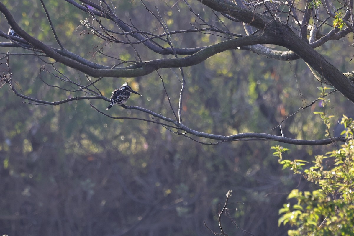 terneisfugl - ML652572866