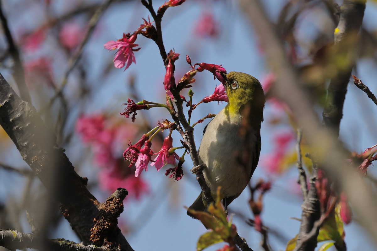 orientbrillefugl - ML652572878