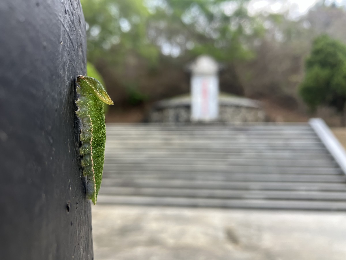 Tawny Rajah - ML652573056