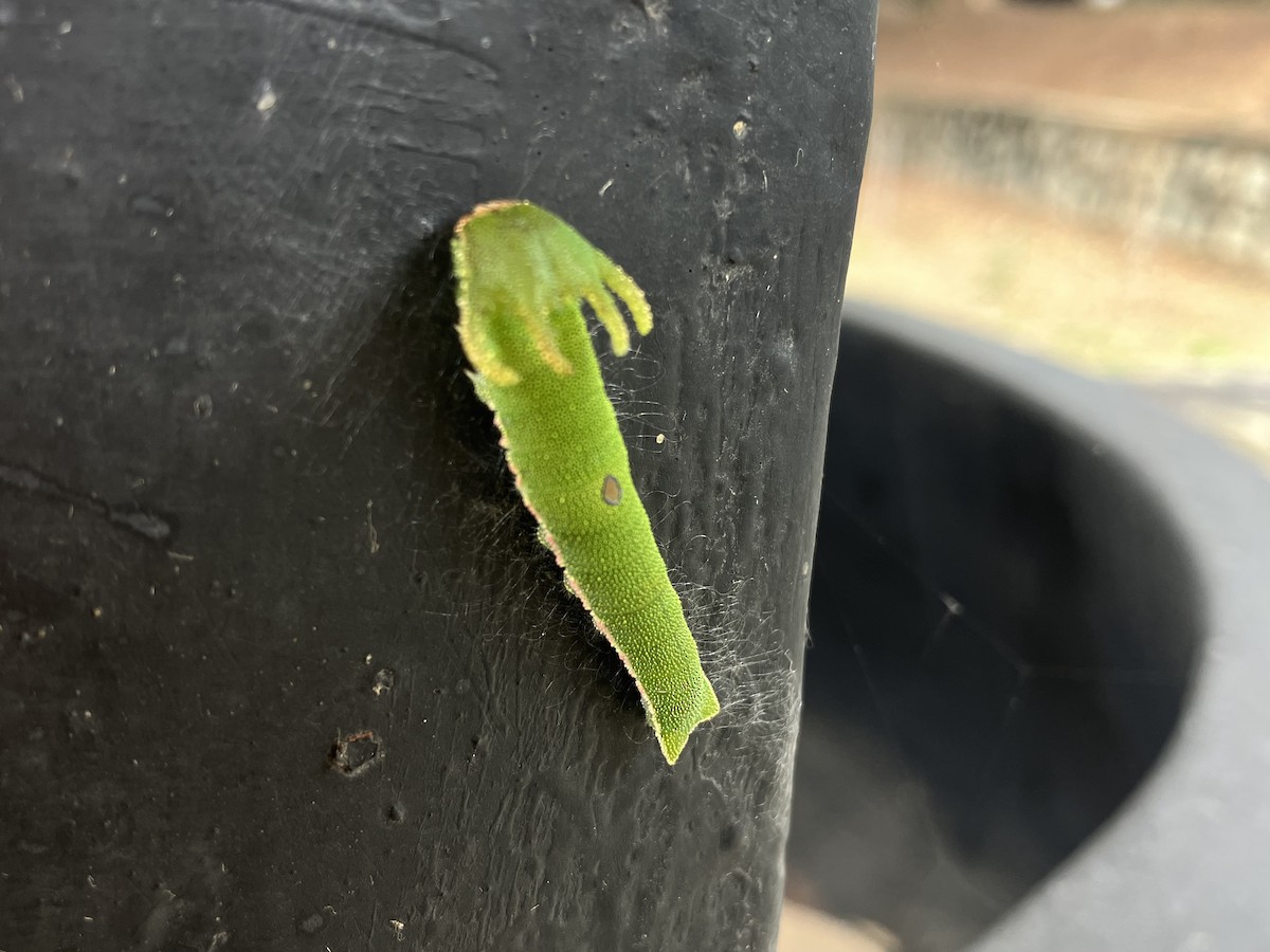 Tawny Rajah - ML652573057