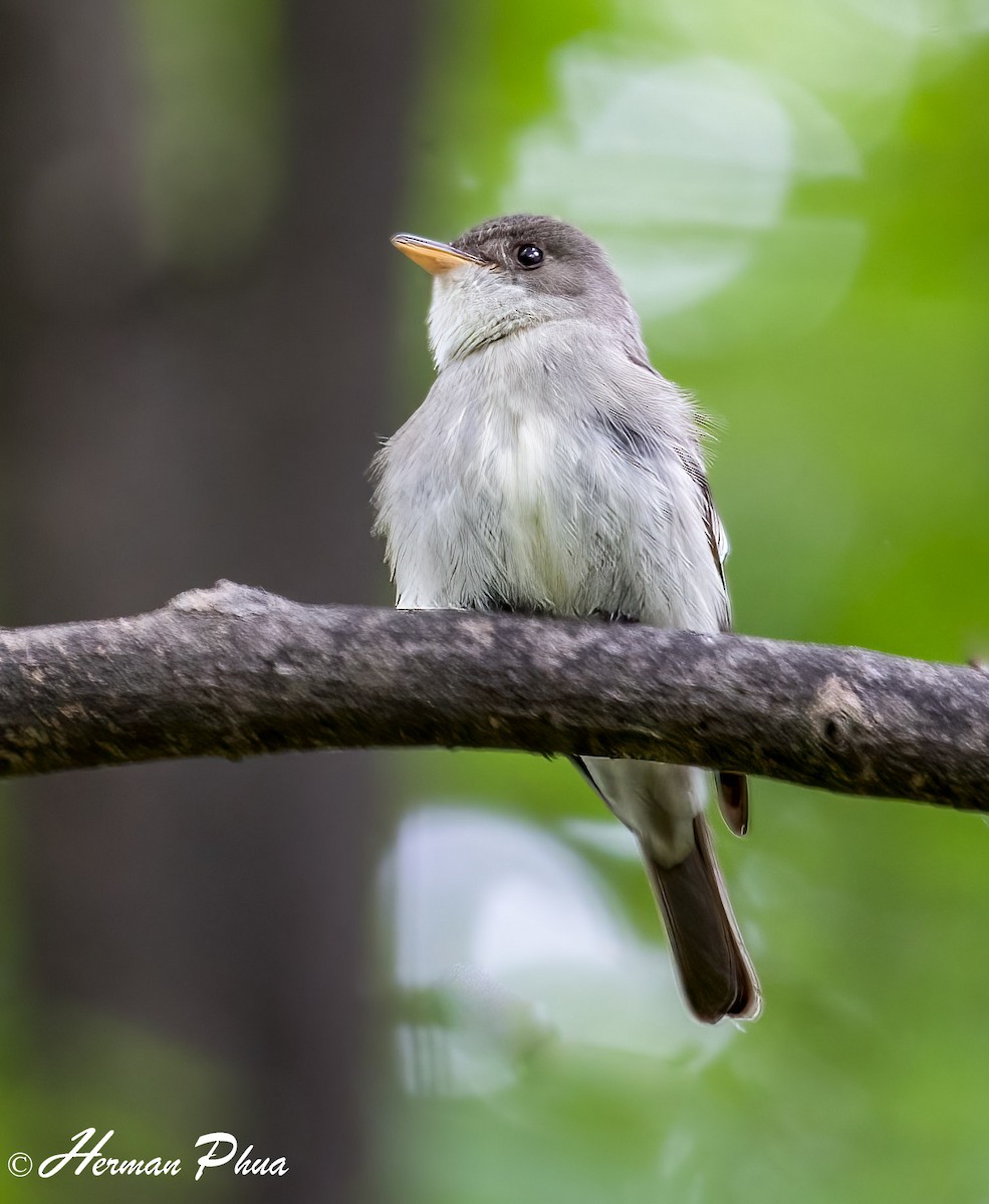 Doğulu Pivi - ML652573070