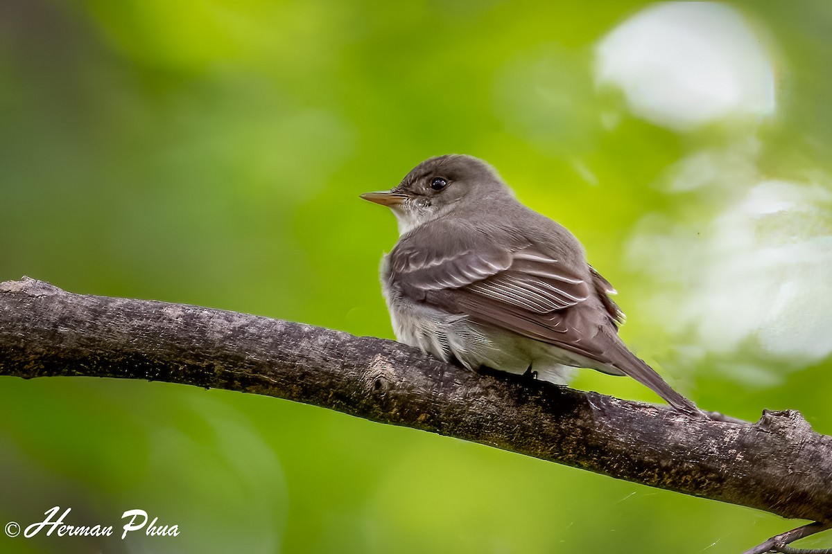 Doğulu Pivi - ML652573079