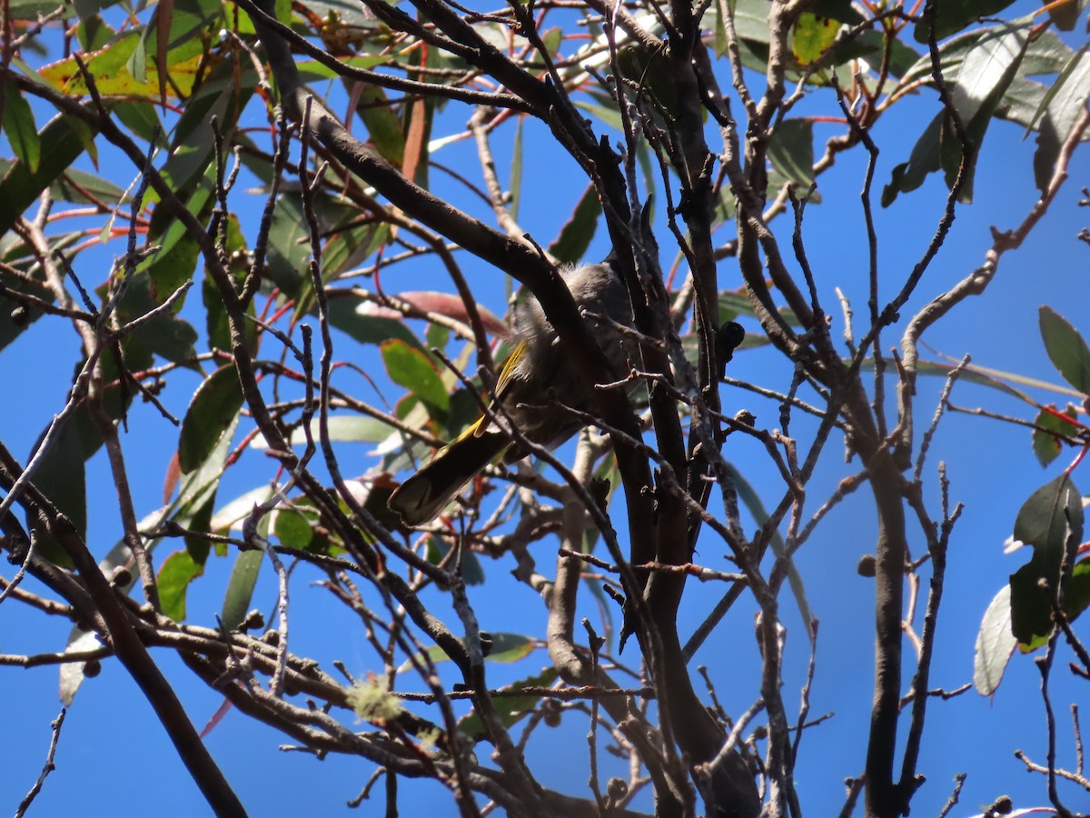Crescent Honeyeater - ML652573519