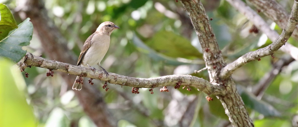 Moineau bridé - ML652573534