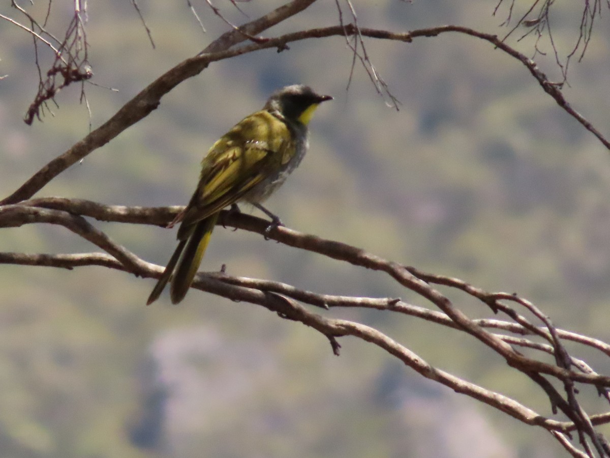 Yellow-throated Honeyeater - ML652573577