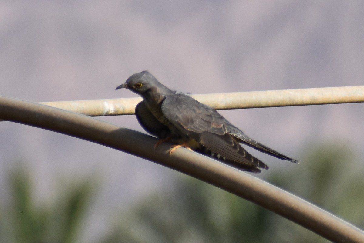 Common Cuckoo - ML652573623