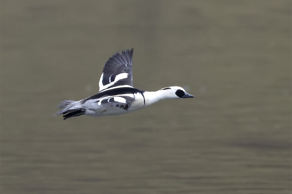 白秋沙 - ML652573669