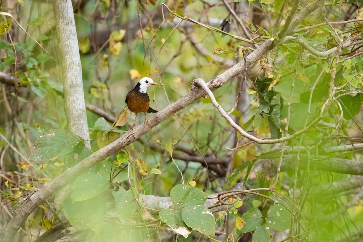 Tayvan Ardıcı - ML652574151