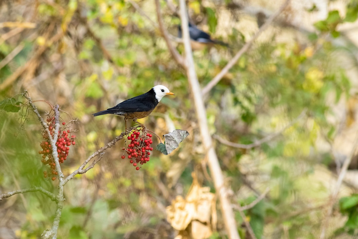 Tayvan Ardıcı - ML652574221
