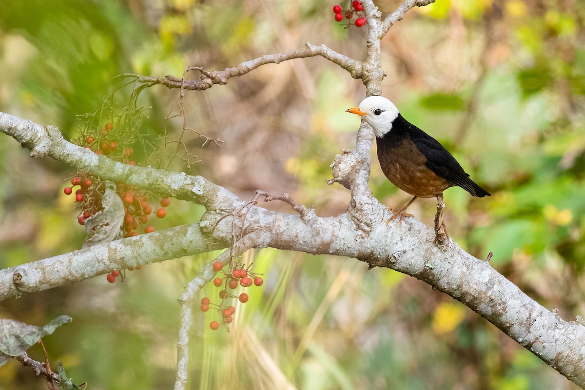 Tayvan Ardıcı - ML652574262